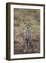 Cheetah (Acinonyx Jubatus) Cub, Serengeti National Park, Tanzania, East Africa, Africa-James Hager-Framed Photographic Print