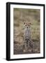 Cheetah (Acinonyx Jubatus) Cub, Serengeti National Park, Tanzania, East Africa, Africa-James Hager-Framed Photographic Print