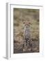 Cheetah (Acinonyx Jubatus) Cub, Serengeti National Park, Tanzania, East Africa, Africa-James Hager-Framed Photographic Print