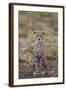 Cheetah (Acinonyx Jubatus) Cub, Serengeti National Park, Tanzania, East Africa, Africa-James Hager-Framed Photographic Print