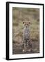 Cheetah (Acinonyx Jubatus) Cub, Serengeti National Park, Tanzania, East Africa, Africa-James Hager-Framed Photographic Print