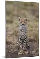 Cheetah (Acinonyx Jubatus) Cub, Serengeti National Park, Tanzania, East Africa, Africa-James Hager-Mounted Photographic Print