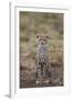 Cheetah (Acinonyx Jubatus) Cub, Serengeti National Park, Tanzania, East Africa, Africa-James Hager-Framed Photographic Print