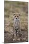 Cheetah (Acinonyx Jubatus) Cub, Serengeti National Park, Tanzania, East Africa, Africa-James Hager-Mounted Photographic Print