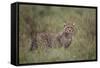 Cheetah (Acinonyx Jubatus) Cub, Serengeti National Park, Tanzania, East Africa, Africa-James Hager-Framed Stretched Canvas