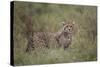 Cheetah (Acinonyx Jubatus) Cub, Serengeti National Park, Tanzania, East Africa, Africa-James Hager-Stretched Canvas