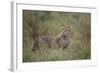 Cheetah (Acinonyx Jubatus) Cub, Serengeti National Park, Tanzania, East Africa, Africa-James Hager-Framed Photographic Print