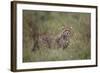 Cheetah (Acinonyx Jubatus) Cub, Serengeti National Park, Tanzania, East Africa, Africa-James Hager-Framed Photographic Print