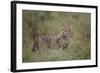 Cheetah (Acinonyx Jubatus) Cub, Serengeti National Park, Tanzania, East Africa, Africa-James Hager-Framed Photographic Print