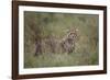 Cheetah (Acinonyx Jubatus) Cub, Serengeti National Park, Tanzania, East Africa, Africa-James Hager-Framed Photographic Print