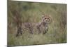 Cheetah (Acinonyx Jubatus) Cub, Serengeti National Park, Tanzania, East Africa, Africa-James Hager-Mounted Photographic Print