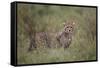 Cheetah (Acinonyx Jubatus) Cub, Serengeti National Park, Tanzania, East Africa, Africa-James Hager-Framed Stretched Canvas