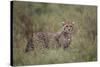 Cheetah (Acinonyx Jubatus) Cub, Serengeti National Park, Tanzania, East Africa, Africa-James Hager-Stretched Canvas