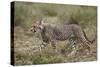 Cheetah (Acinonyx Jubatus) Cub, Serengeti National Park, Tanzania, East Africa, Africa-James Hager-Stretched Canvas