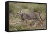 Cheetah (Acinonyx Jubatus) Cub, Serengeti National Park, Tanzania, East Africa, Africa-James Hager-Framed Stretched Canvas