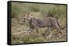 Cheetah (Acinonyx Jubatus) Cub, Serengeti National Park, Tanzania, East Africa, Africa-James Hager-Framed Stretched Canvas