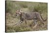 Cheetah (Acinonyx Jubatus) Cub, Serengeti National Park, Tanzania, East Africa, Africa-James Hager-Stretched Canvas