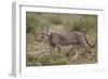 Cheetah (Acinonyx Jubatus) Cub, Serengeti National Park, Tanzania, East Africa, Africa-James Hager-Framed Photographic Print