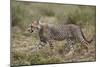 Cheetah (Acinonyx Jubatus) Cub, Serengeti National Park, Tanzania, East Africa, Africa-James Hager-Mounted Photographic Print