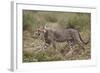 Cheetah (Acinonyx Jubatus) Cub, Serengeti National Park, Tanzania, East Africa, Africa-James Hager-Framed Photographic Print