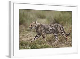 Cheetah (Acinonyx Jubatus) Cub, Serengeti National Park, Tanzania, East Africa, Africa-James Hager-Framed Photographic Print