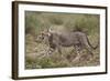 Cheetah (Acinonyx Jubatus) Cub, Serengeti National Park, Tanzania, East Africa, Africa-James Hager-Framed Photographic Print