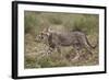 Cheetah (Acinonyx Jubatus) Cub, Serengeti National Park, Tanzania, East Africa, Africa-James Hager-Framed Photographic Print