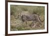 Cheetah (Acinonyx Jubatus) Cub, Serengeti National Park, Tanzania, East Africa, Africa-James Hager-Framed Photographic Print