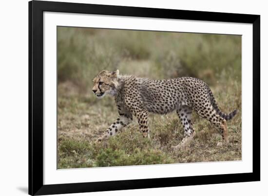 Cheetah (Acinonyx Jubatus) Cub, Serengeti National Park, Tanzania, East Africa, Africa-James Hager-Framed Photographic Print