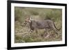 Cheetah (Acinonyx Jubatus) Cub, Serengeti National Park, Tanzania, East Africa, Africa-James Hager-Framed Photographic Print