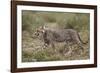 Cheetah (Acinonyx Jubatus) Cub, Serengeti National Park, Tanzania, East Africa, Africa-James Hager-Framed Photographic Print