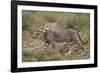 Cheetah (Acinonyx Jubatus) Cub, Serengeti National Park, Tanzania, East Africa, Africa-James Hager-Framed Photographic Print