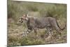 Cheetah (Acinonyx Jubatus) Cub, Serengeti National Park, Tanzania, East Africa, Africa-James Hager-Mounted Photographic Print