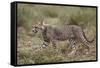Cheetah (Acinonyx Jubatus) Cub, Serengeti National Park, Tanzania, East Africa, Africa-James Hager-Framed Stretched Canvas