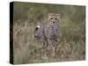 Cheetah (Acinonyx Jubatus) Cub, Serengeti National Park, Tanzania, East Africa, Africa-James Hager-Stretched Canvas