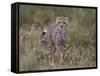 Cheetah (Acinonyx Jubatus) Cub, Serengeti National Park, Tanzania, East Africa, Africa-James Hager-Framed Stretched Canvas