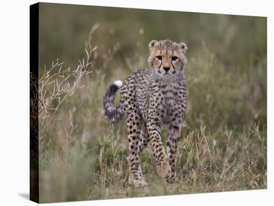 Cheetah (Acinonyx Jubatus) Cub, Serengeti National Park, Tanzania, East Africa, Africa-James Hager-Stretched Canvas