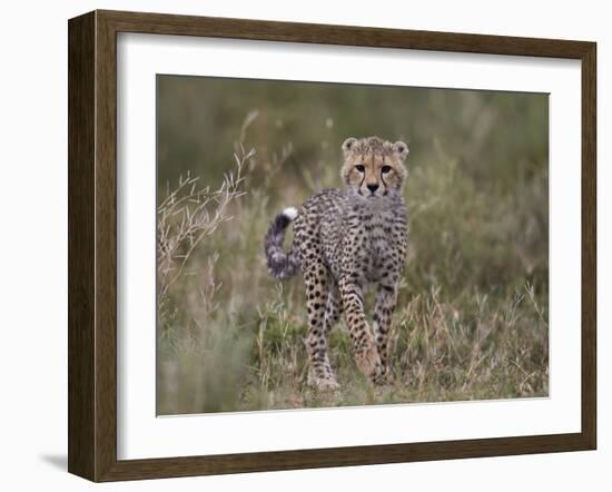 Cheetah (Acinonyx Jubatus) Cub, Serengeti National Park, Tanzania, East Africa, Africa-James Hager-Framed Photographic Print