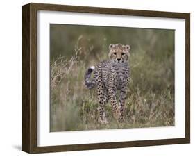 Cheetah (Acinonyx Jubatus) Cub, Serengeti National Park, Tanzania, East Africa, Africa-James Hager-Framed Photographic Print