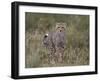 Cheetah (Acinonyx Jubatus) Cub, Serengeti National Park, Tanzania, East Africa, Africa-James Hager-Framed Photographic Print