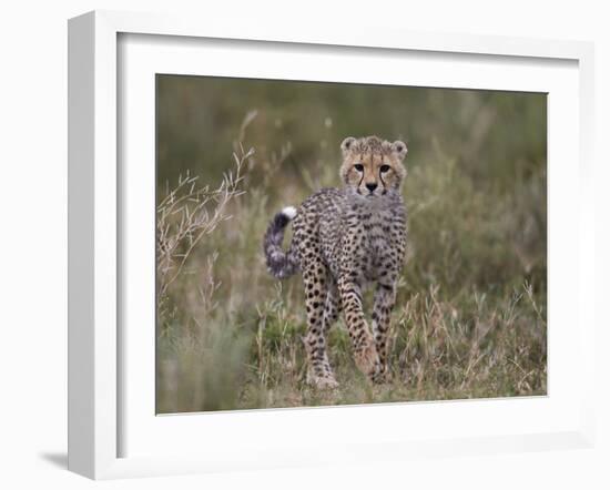 Cheetah (Acinonyx Jubatus) Cub, Serengeti National Park, Tanzania, East Africa, Africa-James Hager-Framed Photographic Print