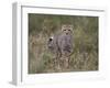 Cheetah (Acinonyx Jubatus) Cub, Serengeti National Park, Tanzania, East Africa, Africa-James Hager-Framed Photographic Print