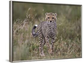 Cheetah (Acinonyx Jubatus) Cub, Serengeti National Park, Tanzania, East Africa, Africa-James Hager-Framed Photographic Print