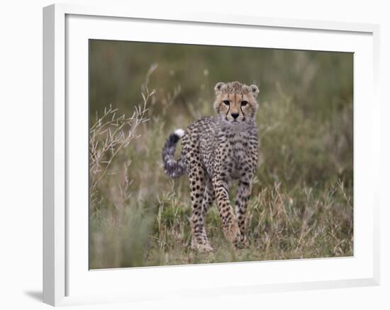 Cheetah (Acinonyx Jubatus) Cub, Serengeti National Park, Tanzania, East Africa, Africa-James Hager-Framed Photographic Print