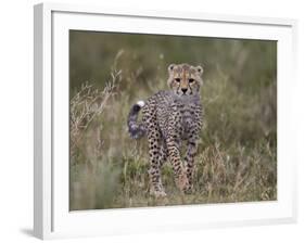 Cheetah (Acinonyx Jubatus) Cub, Serengeti National Park, Tanzania, East Africa, Africa-James Hager-Framed Photographic Print