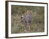 Cheetah (Acinonyx Jubatus) Cub, Serengeti National Park, Tanzania, East Africa, Africa-James Hager-Framed Photographic Print