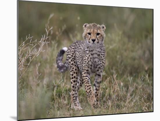 Cheetah (Acinonyx Jubatus) Cub, Serengeti National Park, Tanzania, East Africa, Africa-James Hager-Mounted Photographic Print