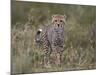 Cheetah (Acinonyx Jubatus) Cub, Serengeti National Park, Tanzania, East Africa, Africa-James Hager-Mounted Photographic Print