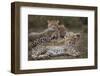 Cheetah (Acinonyx Jubatus) Cub, Serengeti National Park, Tanzania, East Africa, Africa-James Hager-Framed Photographic Print