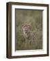 Cheetah (Acinonyx Jubatus) Cub, Serengeti National Park, Tanzania, East Africa, Africa-James Hager-Framed Premium Photographic Print